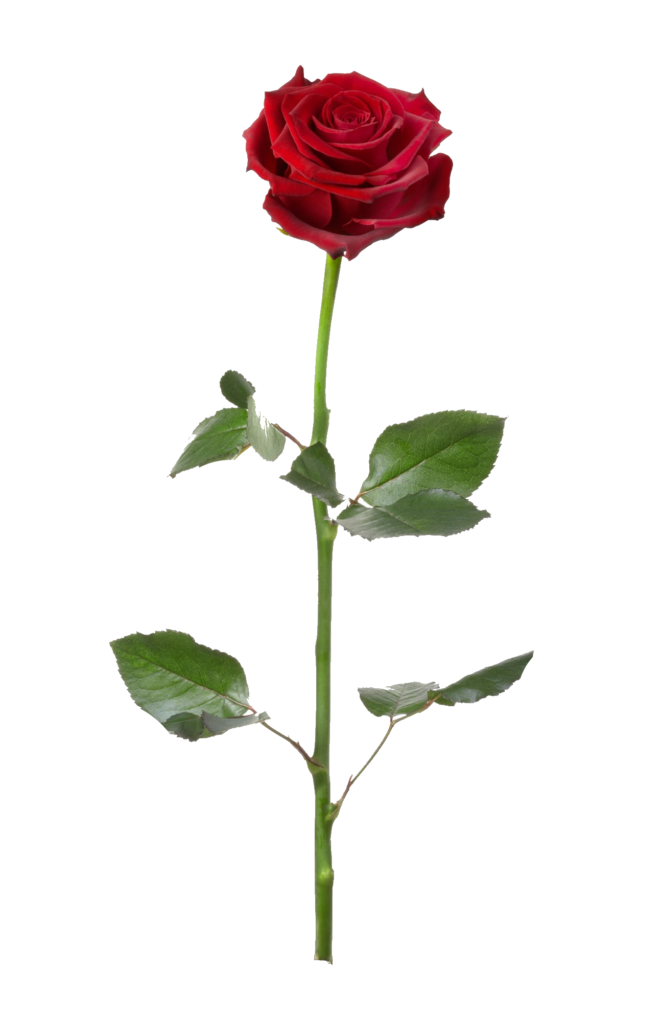 Rose1